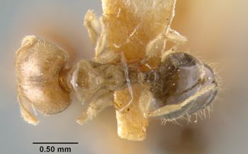Media type: image;   Entomology 22823 Aspect: habitus dorsal view